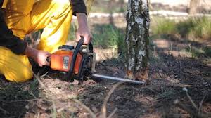 Reliable Lewiston, MN Tree Care Solutions